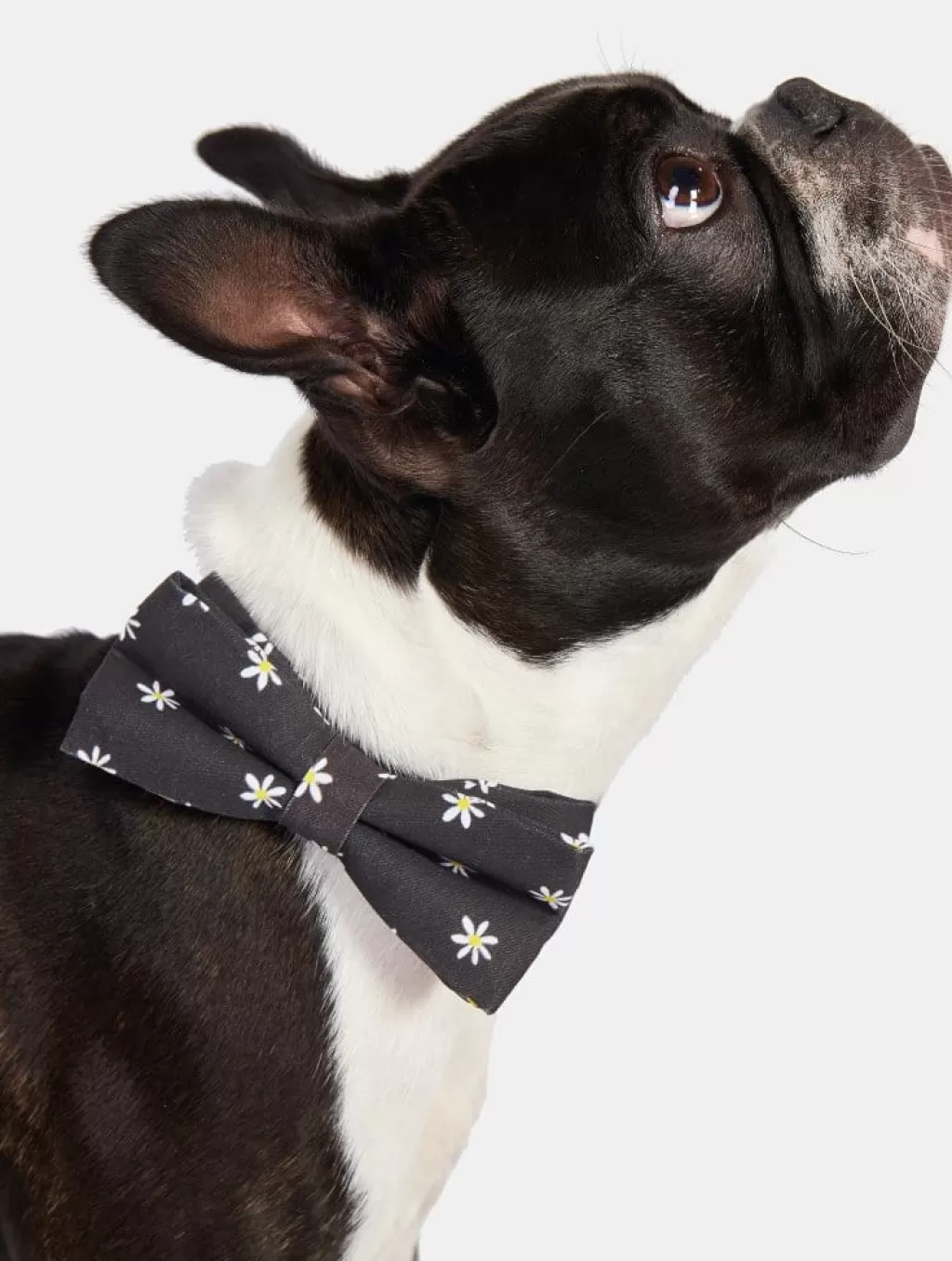 Home & Lifestyle | Shop All Accessories-Skinnydip London Daisy Easy Attach Pet Bow